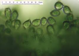 Attēlu rezultāti vaicājumam “Calypogeia azurea cells”