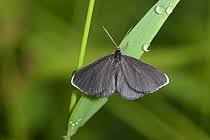 Attēlu rezultāti vaicājumam “Odezia atrata”