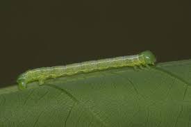 Attēlu rezultāti vaicājumam “Alsophila aescularia”