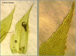 Attēlu rezultāti vaicājumam “Isothecium myosuroides”