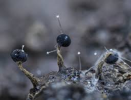 Attēlu rezultāti vaicājumam “Diachea muscorum macro”