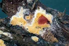 Attēlu rezultāti vaicājumam “Ceriporia purpurea”