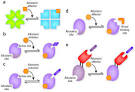 Figure 2 : Allosteric regulation and catalysis emerge via a common ...