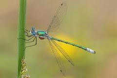 Attēlu rezultāti vaicājumam “Lestes dryas”