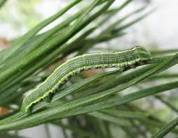 Attēlu rezultāti vaicājumam “Bupalus piniaria”