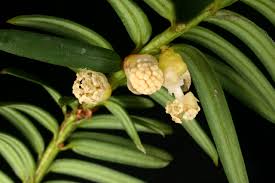 Attēlu rezultāti vaicājumam “Taxus baccata female flower”