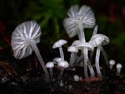 Attēlu rezultāti vaicājumam “Delicatula integrella”