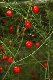 Attēlu rezultāti vaicājumam “Asparagus officinalis fruit”