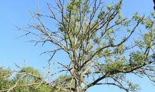 Attēlu rezultāti vaicājumam “Hymenoscyphus fraxineus”