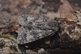 Attēlu rezultāti vaicājumam “Acronicta megacephala”