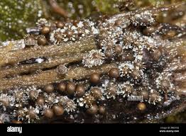 Attēlu rezultāti vaicājumam “Trichia decipiens”