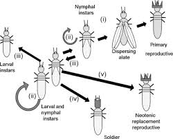 Attēlu rezultāti vaicājumam “Blepharidopterus angulatus imago”