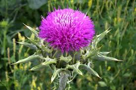 Image result for Silybum marianum