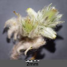 Attēlu rezultāti vaicājumam “Filago arvensis”