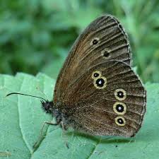 Attēlu rezultāti vaicājumam “Aphantopus hyperantus underside”