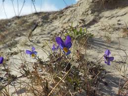 Attēlu rezultāti vaicājumam “Viola tricolor subsp. curtisii leaf”