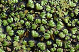 Attēlu rezultāti vaicājumam “Ricciocarpos natans”