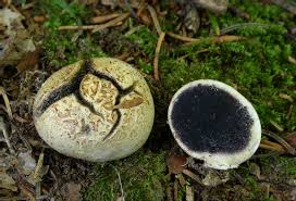 Attēlu rezultāti vaicājumam “Scleroderma citrinum”