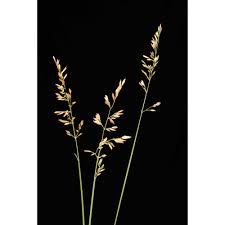 Attēlu rezultāti vaicājumam “Poa compressa”