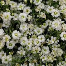 Attēlu rezultāti vaicājumam “Gypsophila muralis flower”