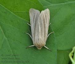 Attēlu rezultāti vaicājumam “Mythimna impura”