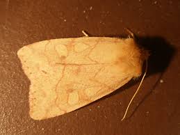 Attēlu rezultāti vaicājumam “Enargia paleacea”