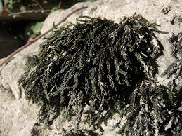 Attēlu rezultāti vaicājumam “Cinclidotus danubicus”