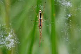 Attēlu rezultāti vaicājumam “Tetragnatha extensa”