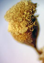 Attēlu rezultāti vaicājumam “Hemitrichia sordivesiculosa macro”