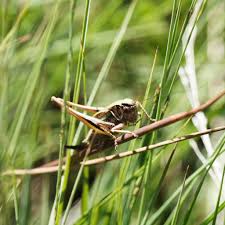 Attēlu rezultāti vaicājumam “Metrioptera brachyptera”