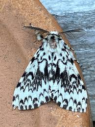 Attēlu rezultāti vaicājumam “Lymantria monacha imago”