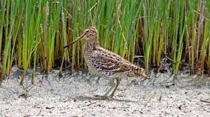 Image result for Gallinago media