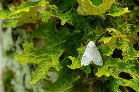 Attēlu rezultāti vaicājumam “Platydracus fulvipes”