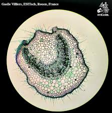 Attēlu rezultāti vaicājumam “Lycopersicon esculentum leaf”