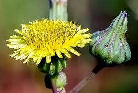 Attēlu rezultāti vaicājumam “Sonchus asper”