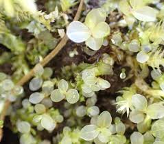 Attēlu rezultāti vaicājumam “Rhizomnium punctatum sporophyte”