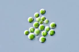 Attēlu rezultāti vaicājumam “Pleurococcus vulgaris”