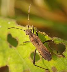 Attēlu rezultāti vaicājumam “Alydus calcaratus”