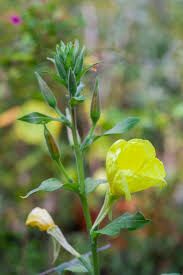 Image result for Oenothera biennis