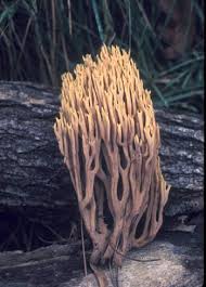 Attēlu rezultāti vaicājumam “Ramaria stricta”