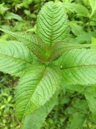 Image result for Monarda didyma