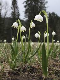 Attēlu rezultāti vaicājumam “Leucojum vernum var. vernum”