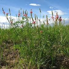Image result for Onobrychis viciifolia