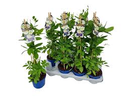 Image result for Glockenrebe