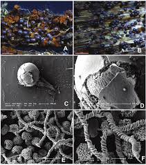 Attēlu rezultāti vaicājumam “Trichia crateriformis stalked”