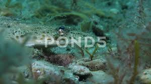 Image result for Platycephalus speculator