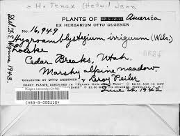 Attēlu rezultāti vaicājumam “Hygroamblystegium tenax”