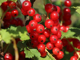 Bildergebnis für rote johannisbeeren