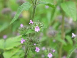 Attēlu rezultāti vaicājumam “Clinopodium vulgare”