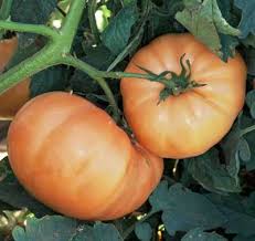 Afbeeldingsresultaat voor hawaiian white cherry tomato